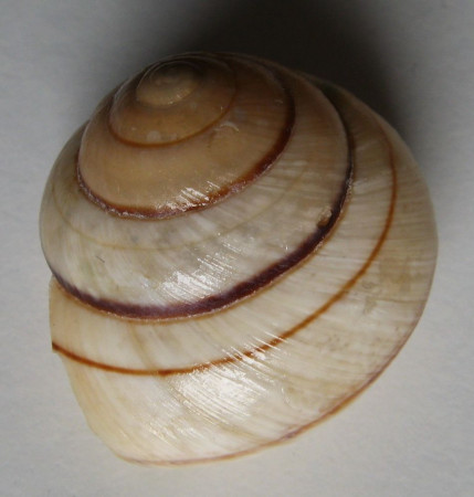 Asperitas trochus penidae Rensch, 1839